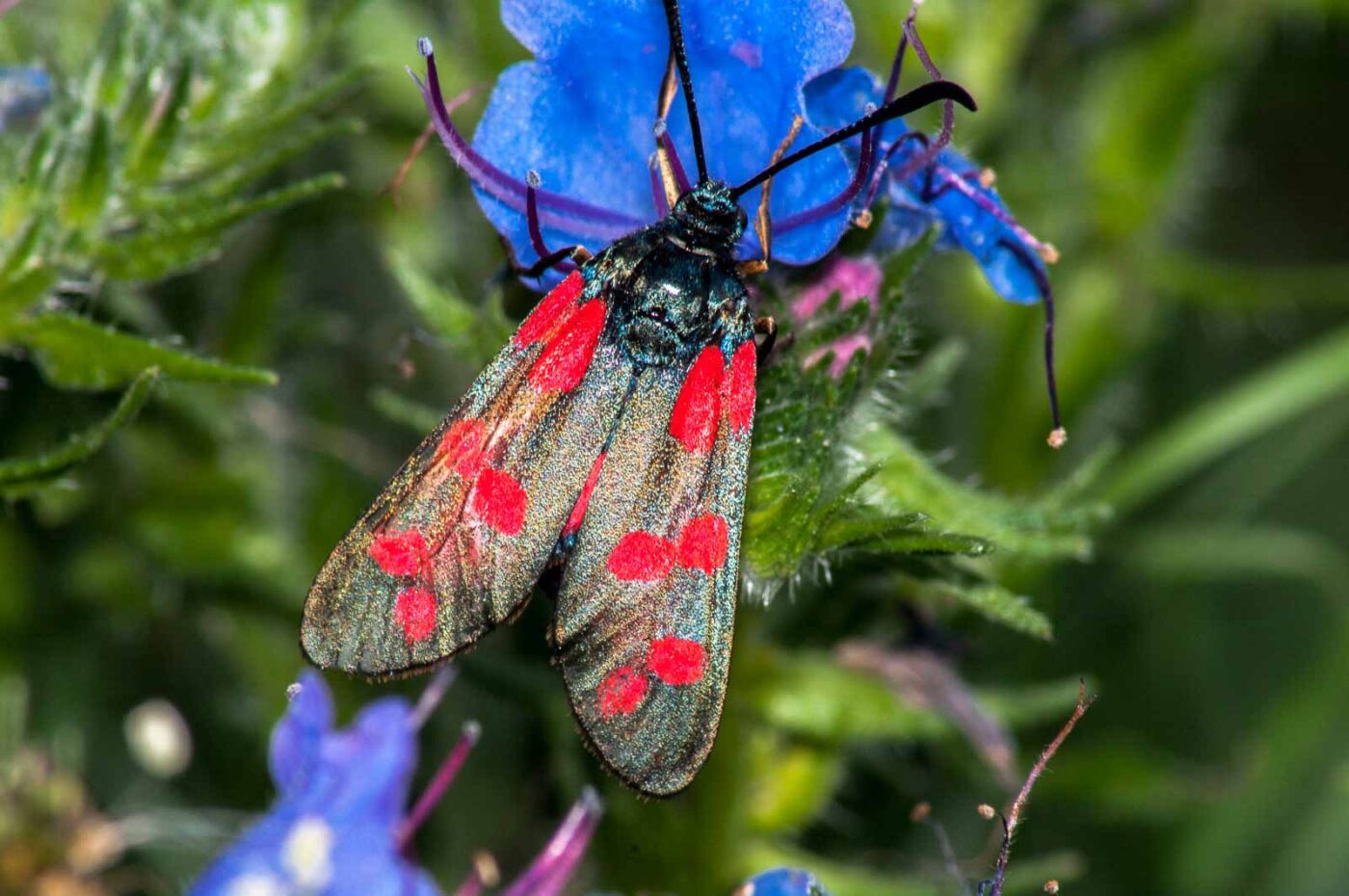 2017-07-26 - NSG Halde Pluto-Wilhelm HER-Wanne