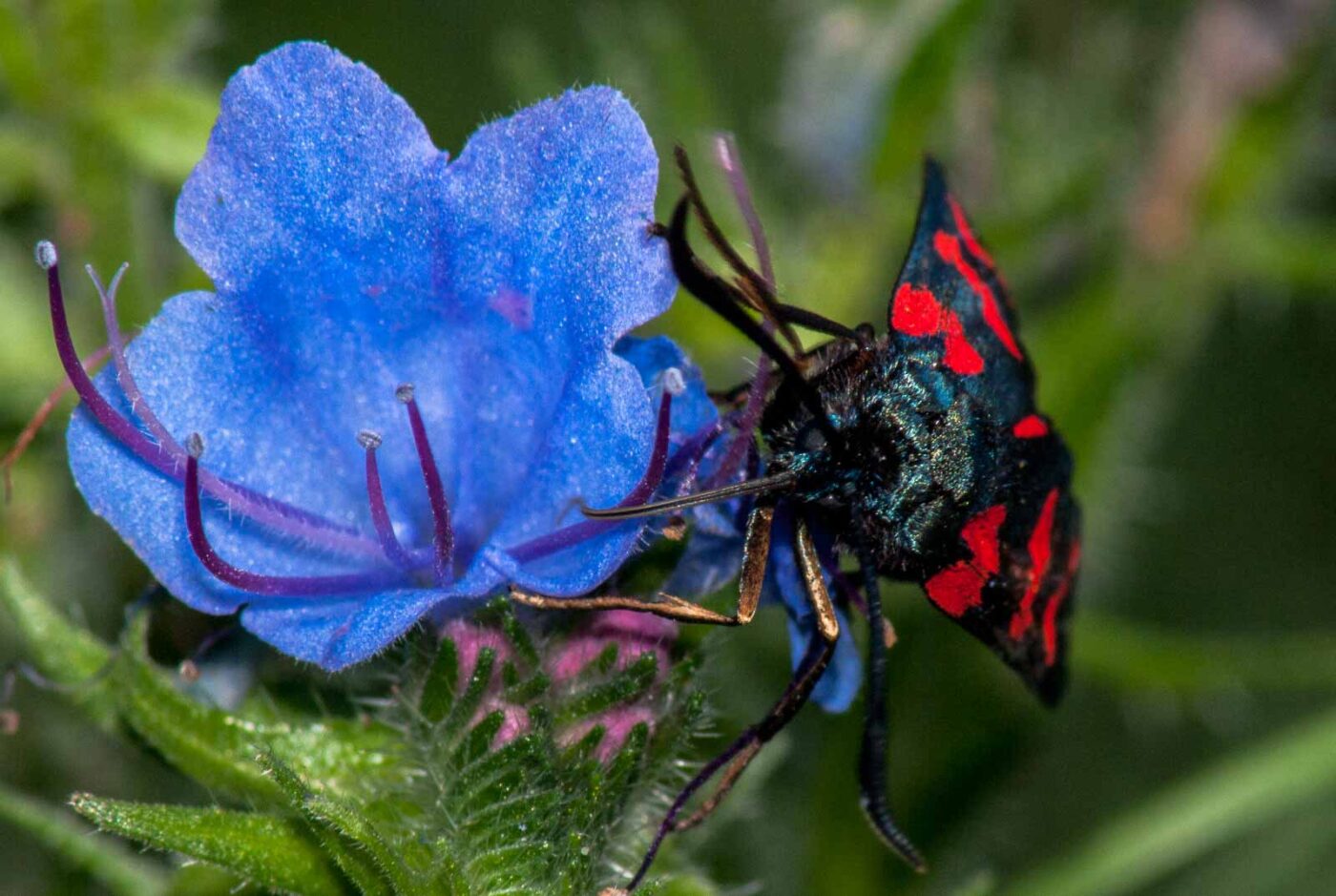 2017-07-26 - NSG Halde Pluto-Wilhelm HER-Wanne