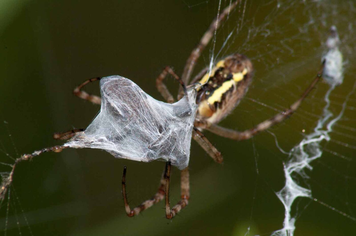 2017-07-26 - NSG Halde Pluto-Wilhelm HER-Wanne
