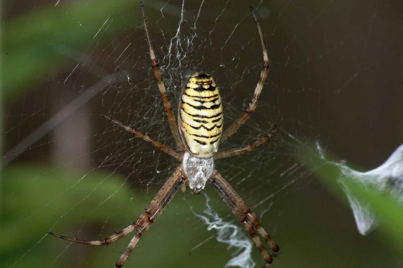 2017-07-26 - NSG Halde Pluto-Wilhelm HER-Wanne