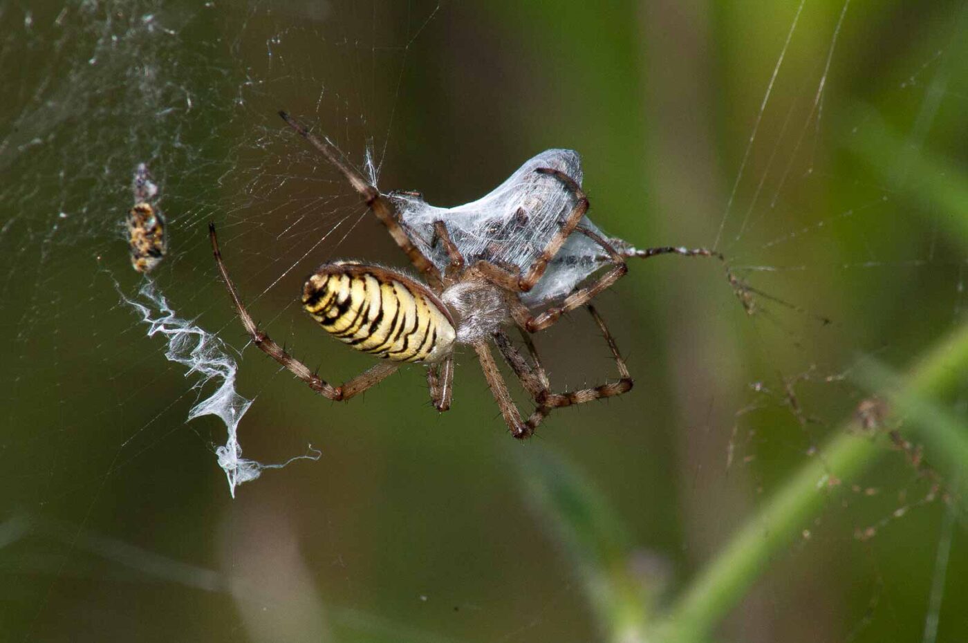 2017-07-26 - NSG Halde Pluto-Wilhelm HER-Wanne