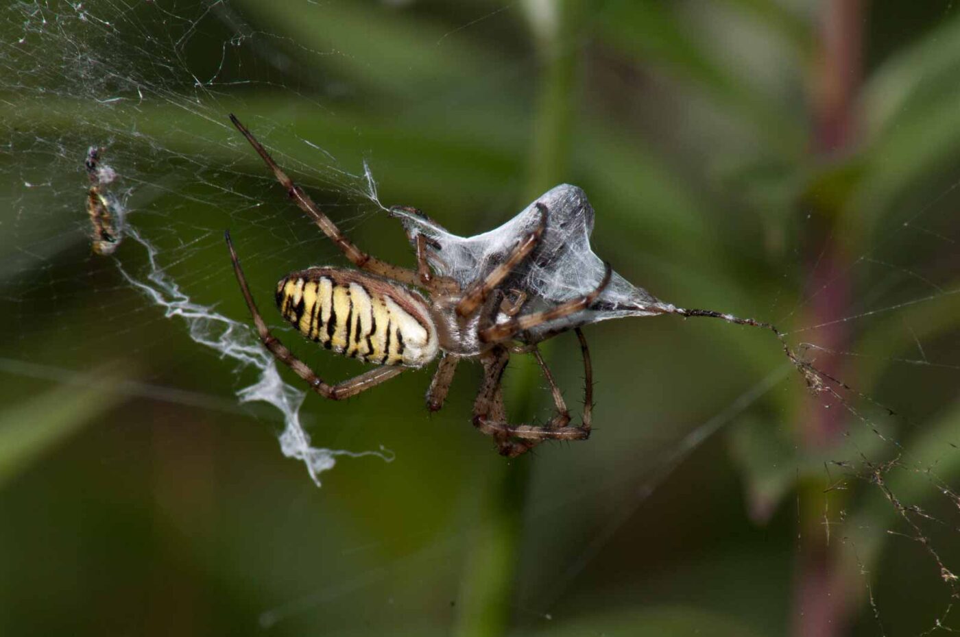 2017-07-26 - NSG Halde Pluto-Wilhelm HER-Wanne