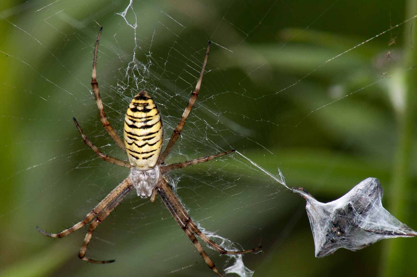 2017-07-26 - NSG Halde Pluto-Wilhelm HER-Wanne