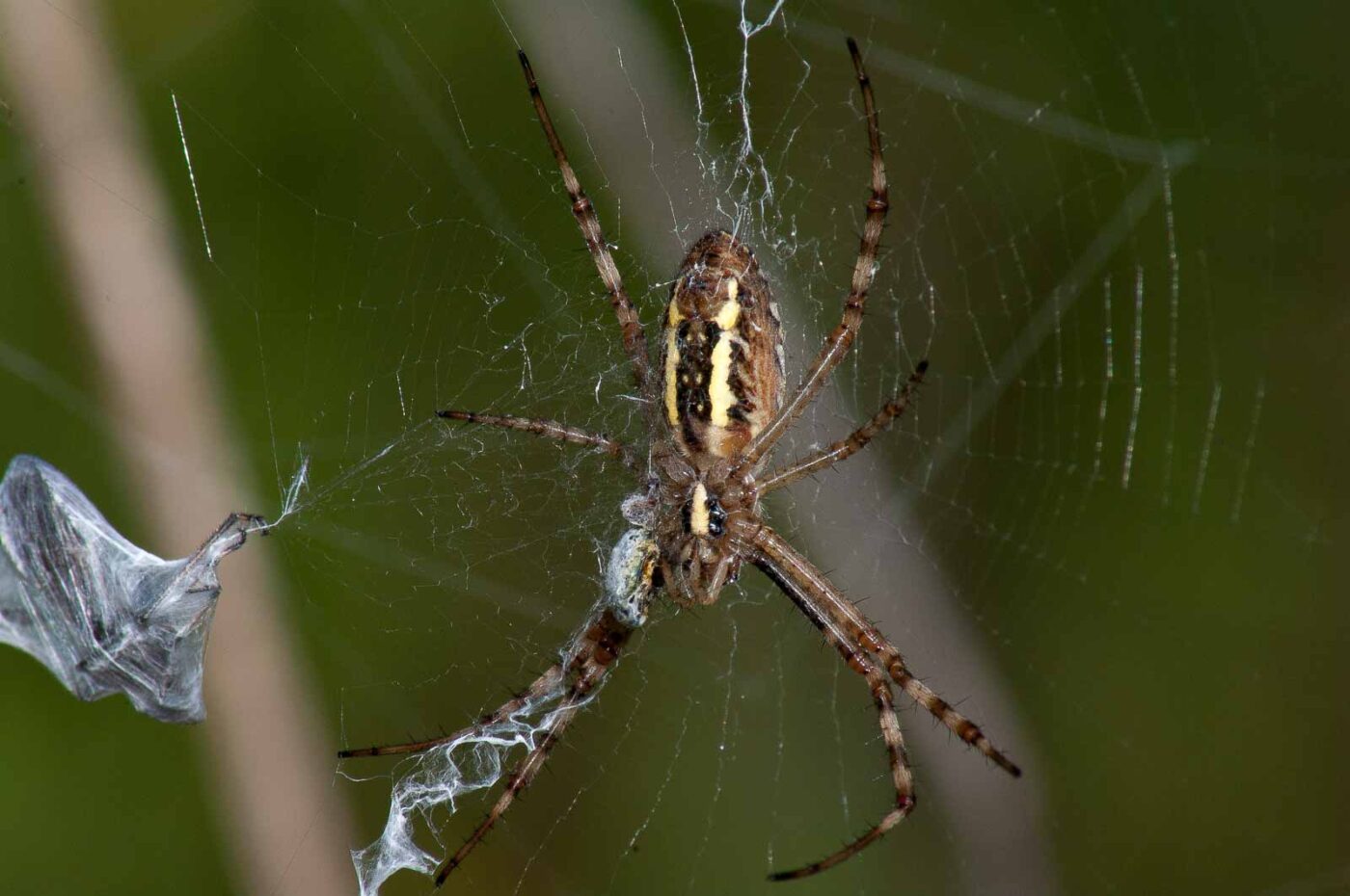 2017-07-26 - NSG Halde Pluto-Wilhelm HER-Wanne