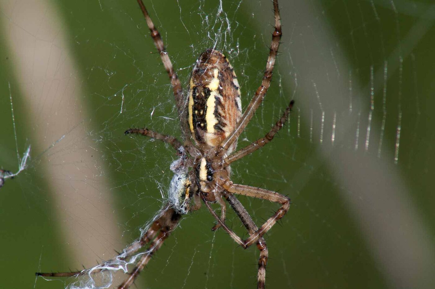 2017-07-26 - NSG Halde Pluto-Wilhelm HER-Wanne