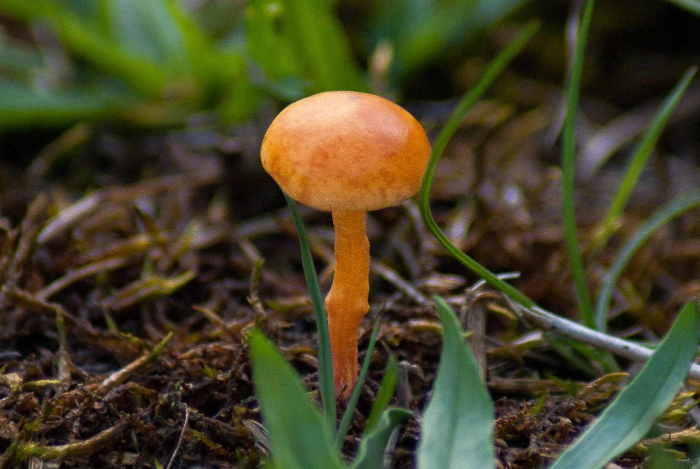 2017-07-26 - NSG Halde Pluto-Wilhelm HER-Wanne