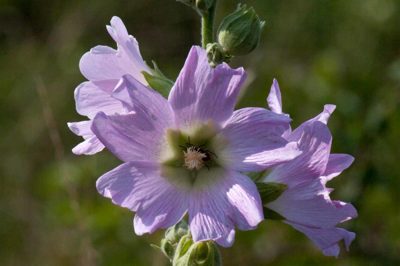 2017-07-26 - NSG Halde Pluto-Wilhelm HER-Wanne