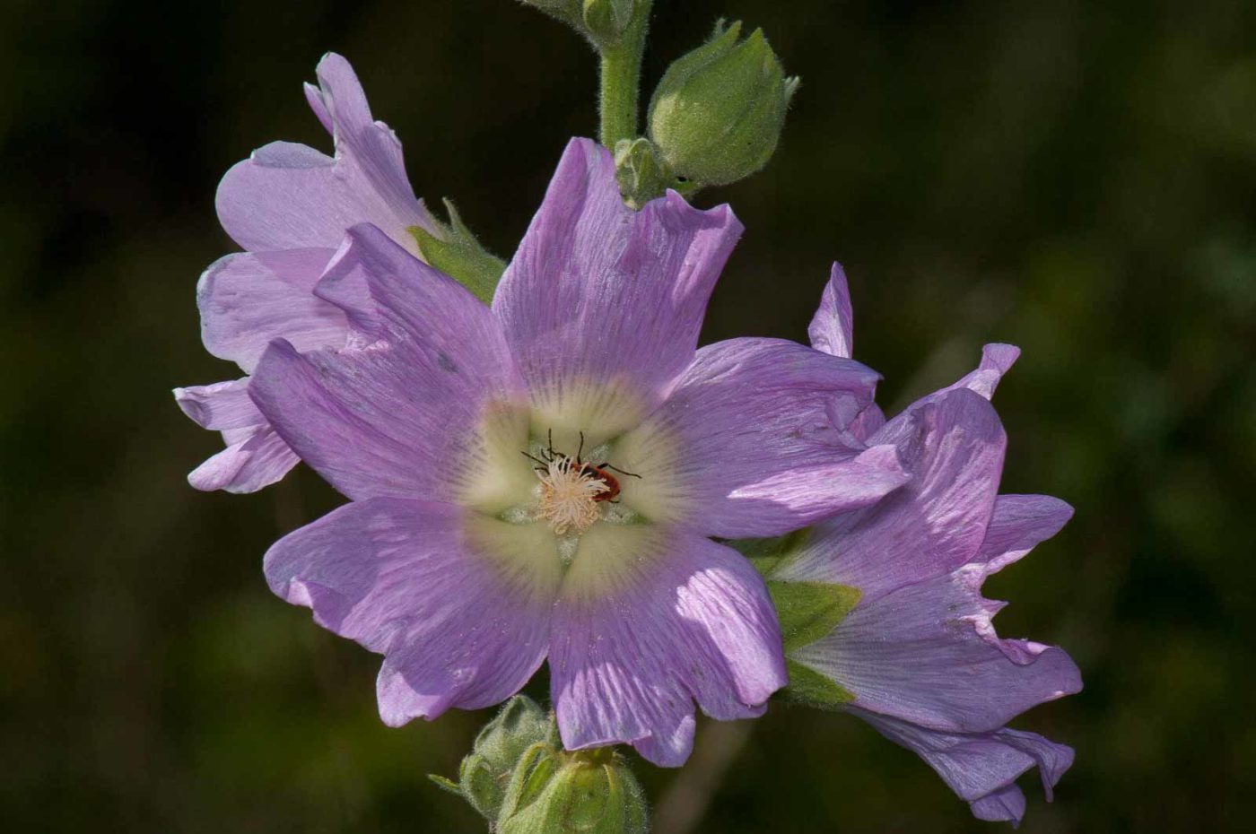 2017-07-26 - NSG Halde Pluto-Wilhelm HER-Wanne