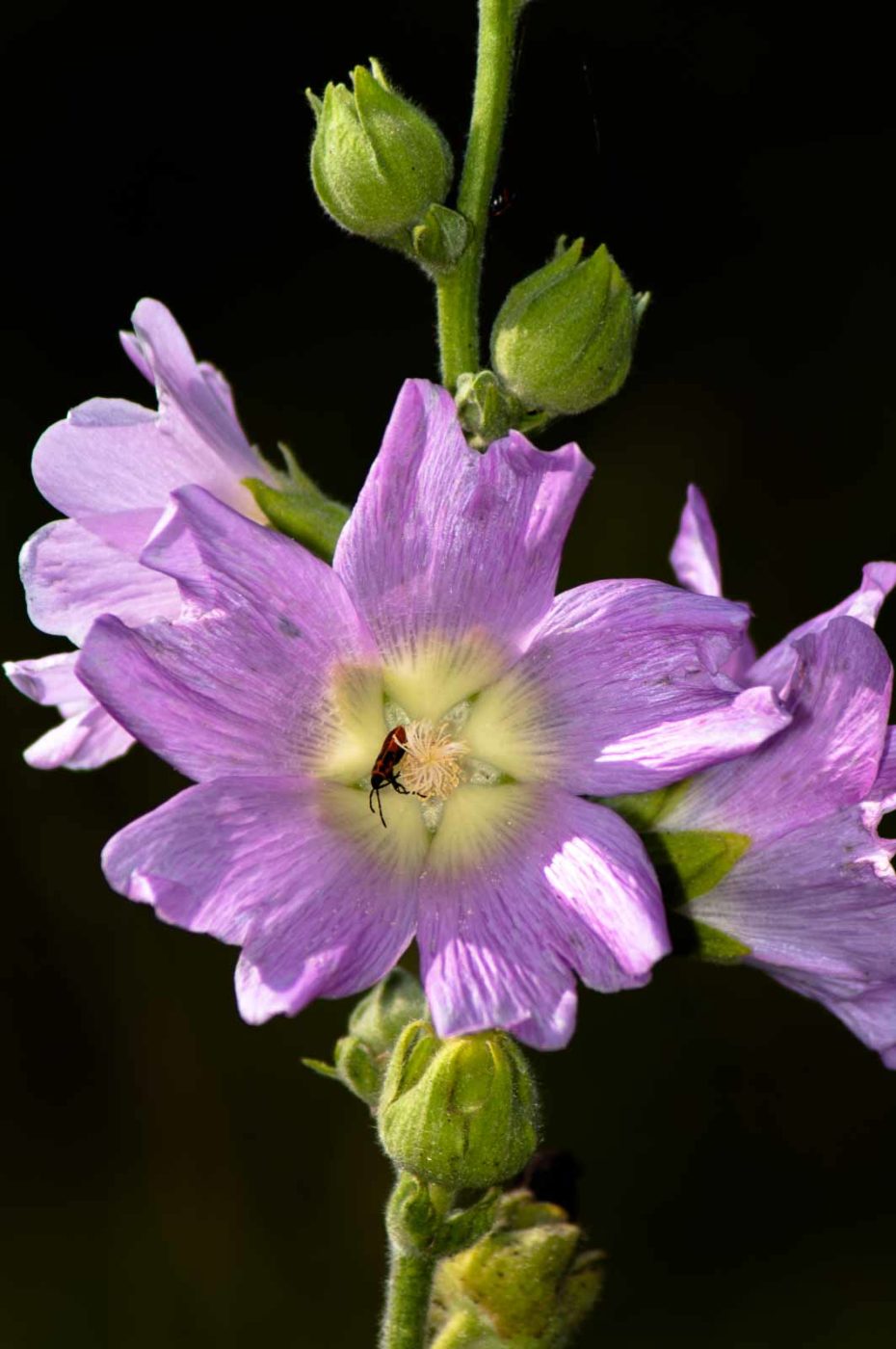 2017-07-26 - NSG Halde Pluto-Wilhelm HER-Wanne