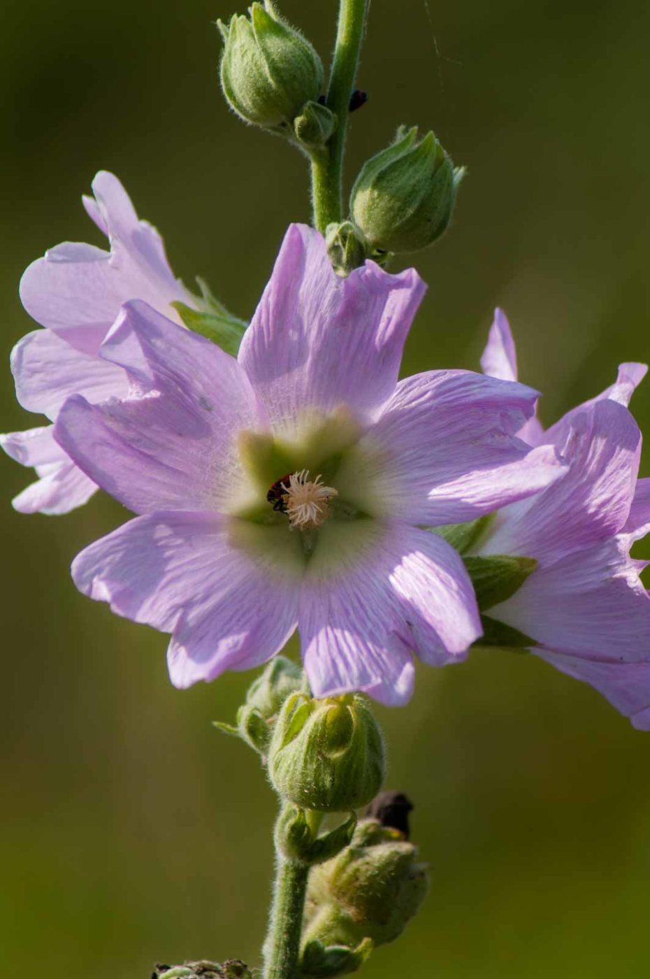 2017-07-26 - NSG Halde Pluto-Wilhelm HER-Wanne