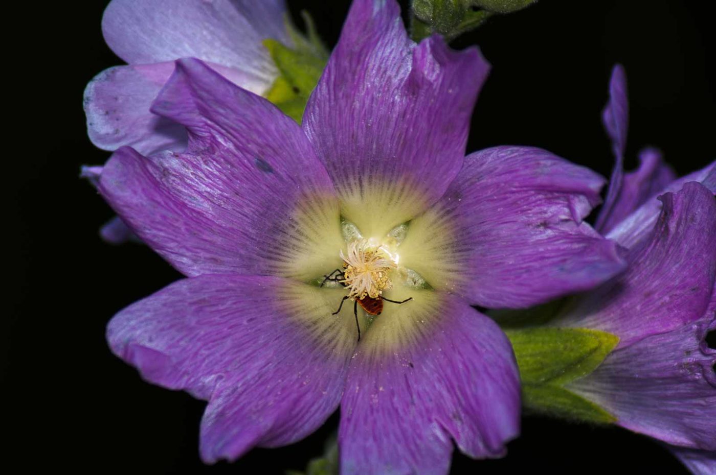 2017-07-26 - NSG Halde Pluto-Wilhelm HER-Wanne