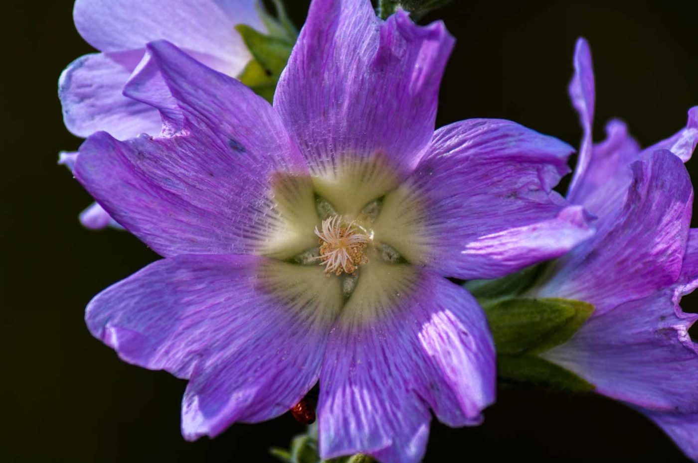 2017-07-26 - NSG Halde Pluto-Wilhelm HER-Wanne