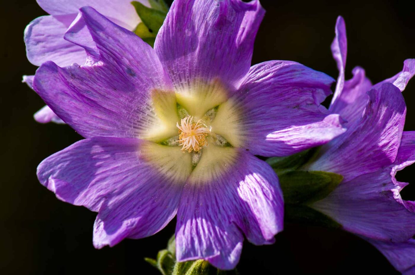 2017-07-26 - NSG Halde Pluto-Wilhelm HER-Wanne