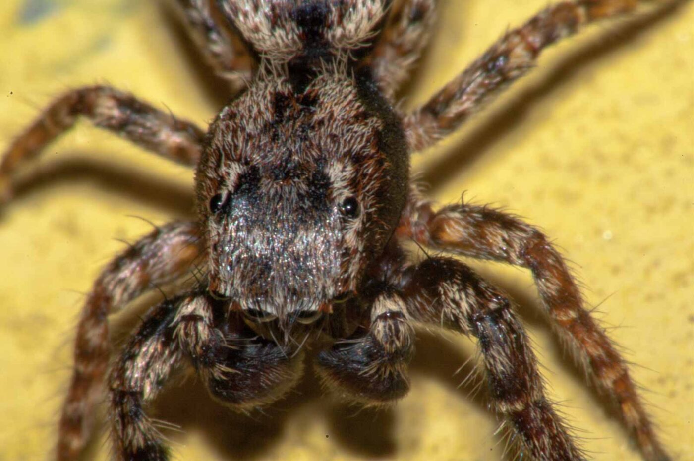 2017-07-29 - RE-sidenzia auf'm BallKong - Springspinne und Blattlaus