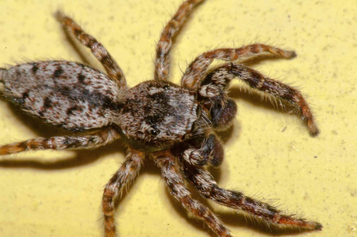 2017-07-29 - RE-sidenzia auf'm BallKong - Springspinne und Blattlaus