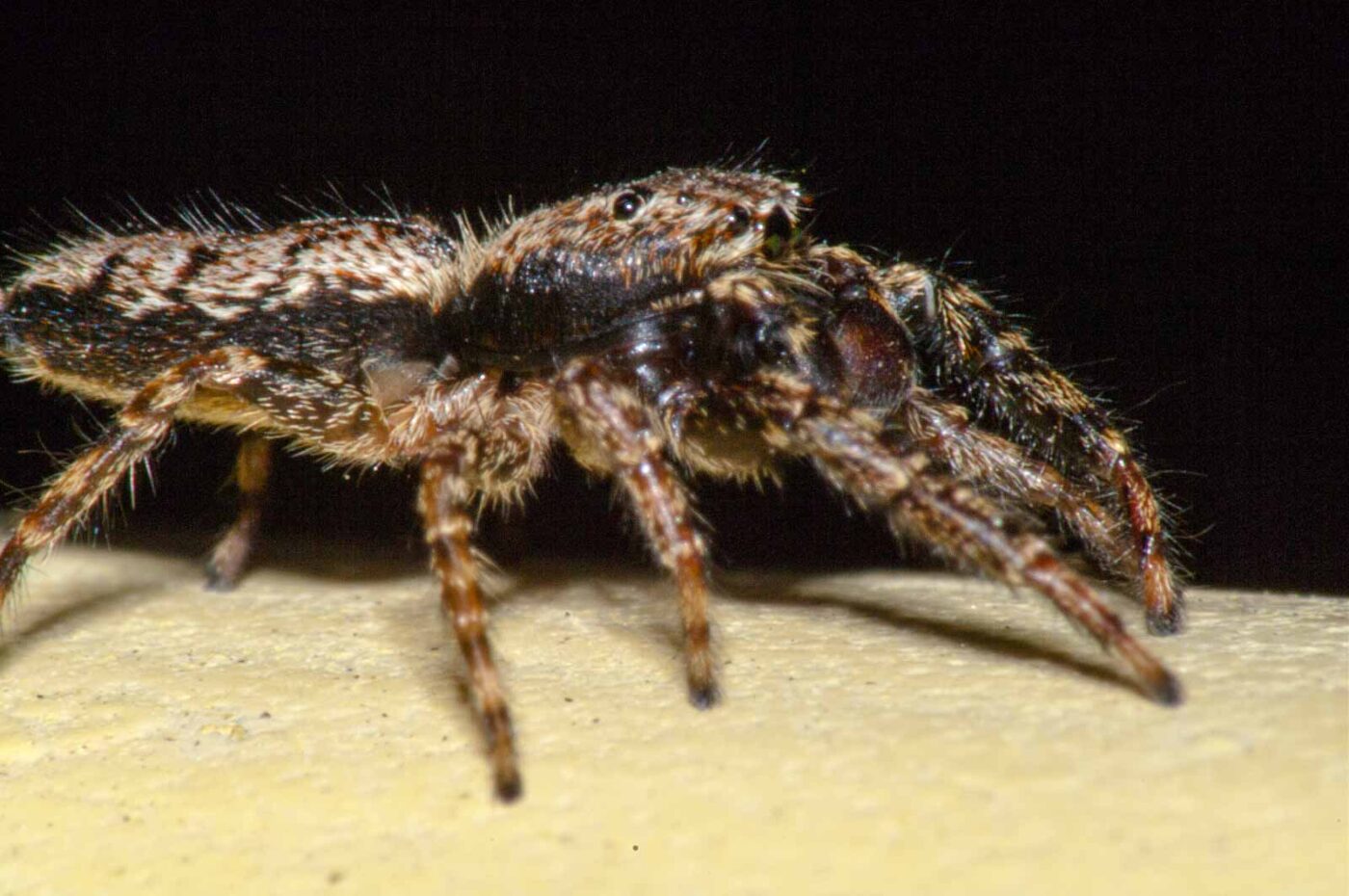 2017-07-29 - RE-sidenzia auf'm BallKong - Springspinne und Blattlaus