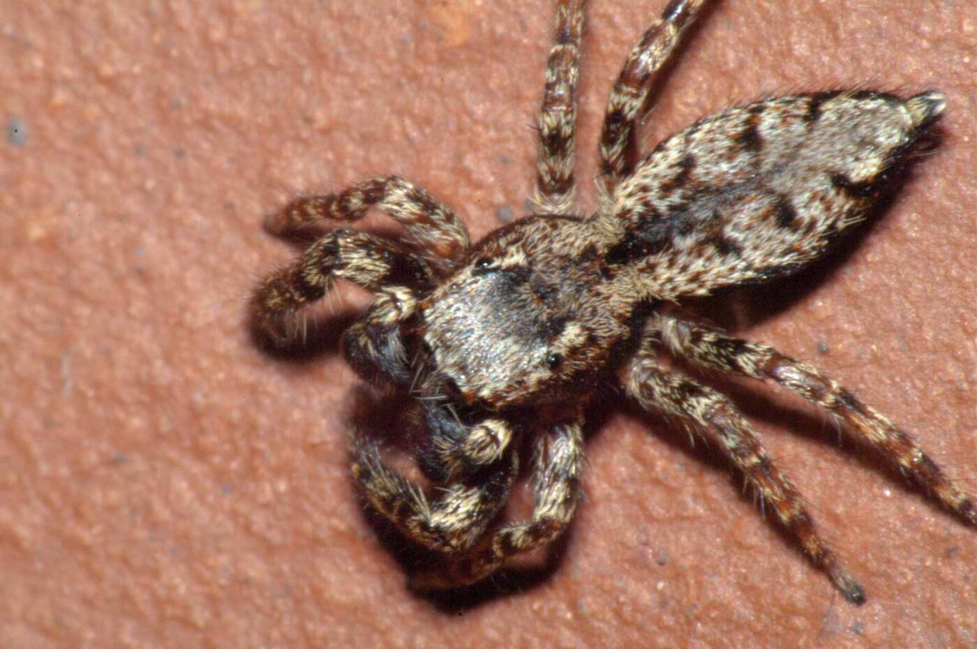 2017-07-29 - RE-sidenzia auf'm BallKong - Springspinne und Blattlaus