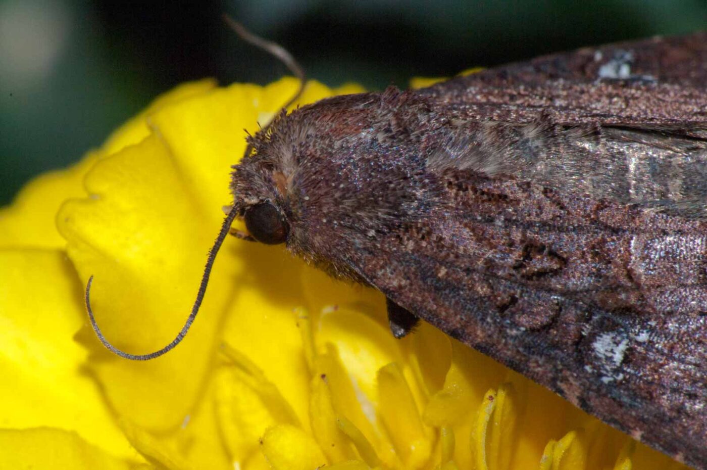 2017-07-29 - RE-sidenzia auf'm BallKong - Springspinne und Blattlaus