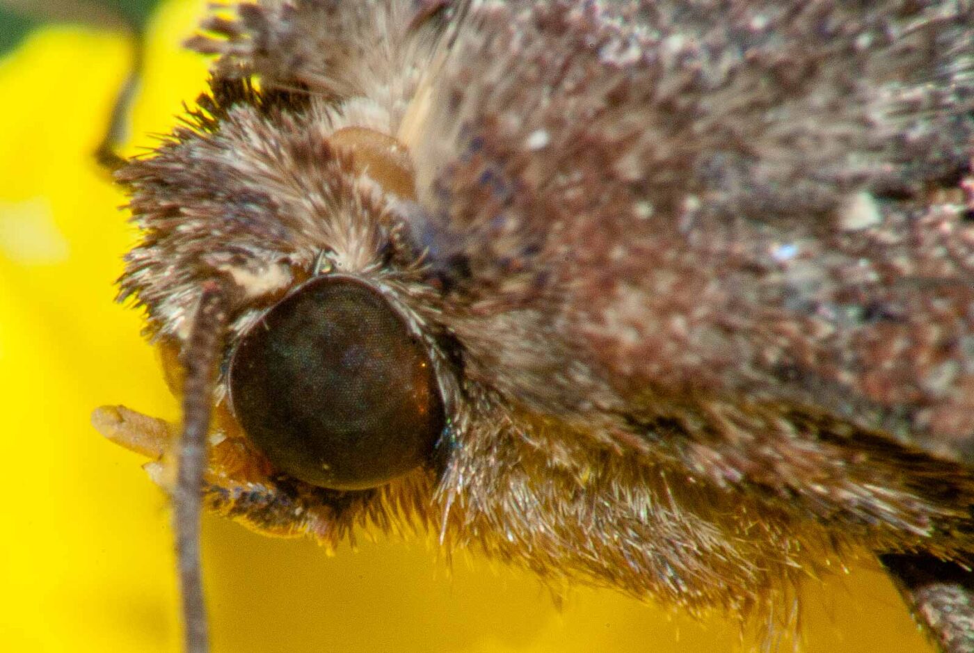 2017-07-29 - RE-sidenzia auf'm BallKong - Springspinne und Blattlaus