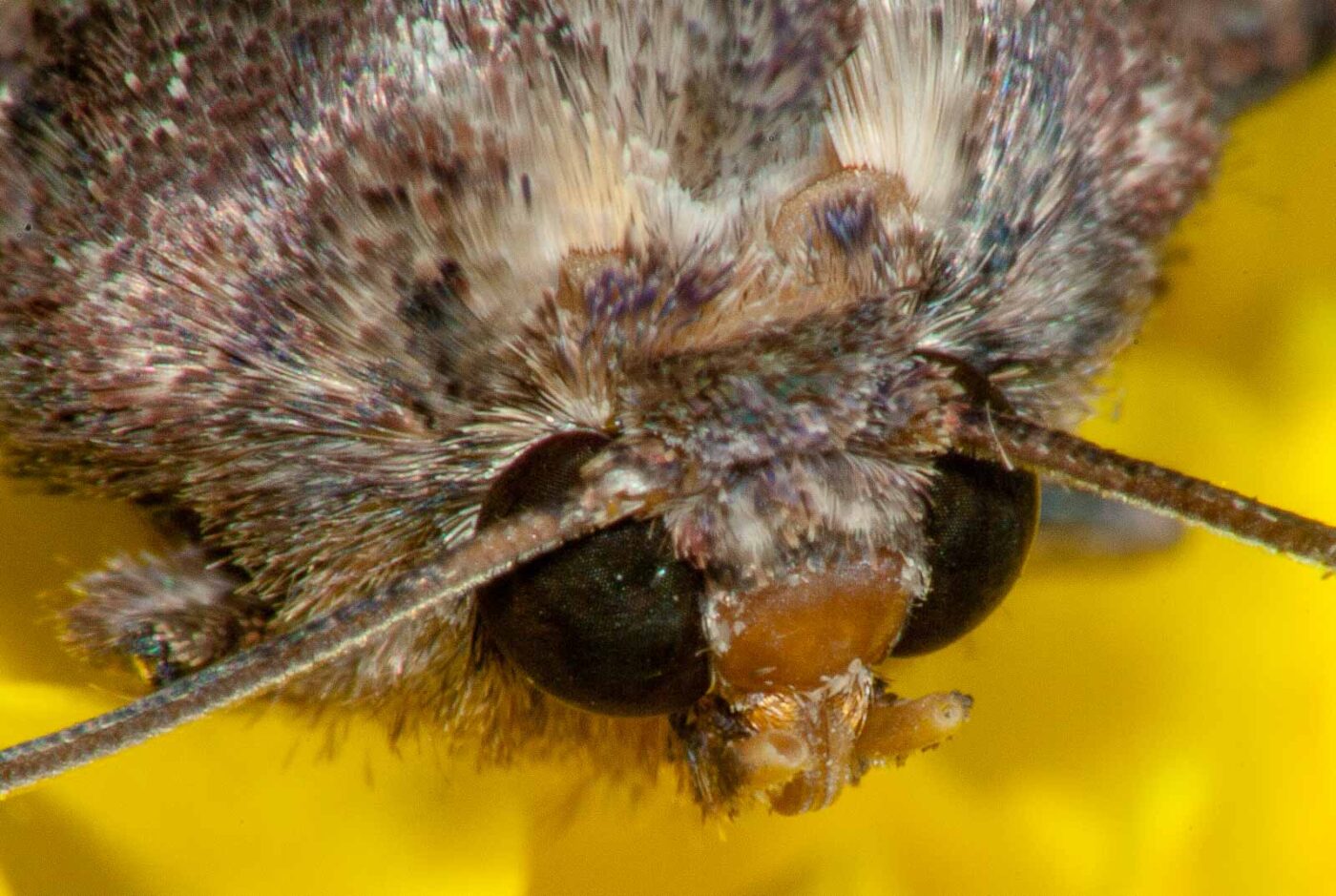 2017-07-29 - RE-sidenzia auf'm BallKong - Springspinne und Blattlaus