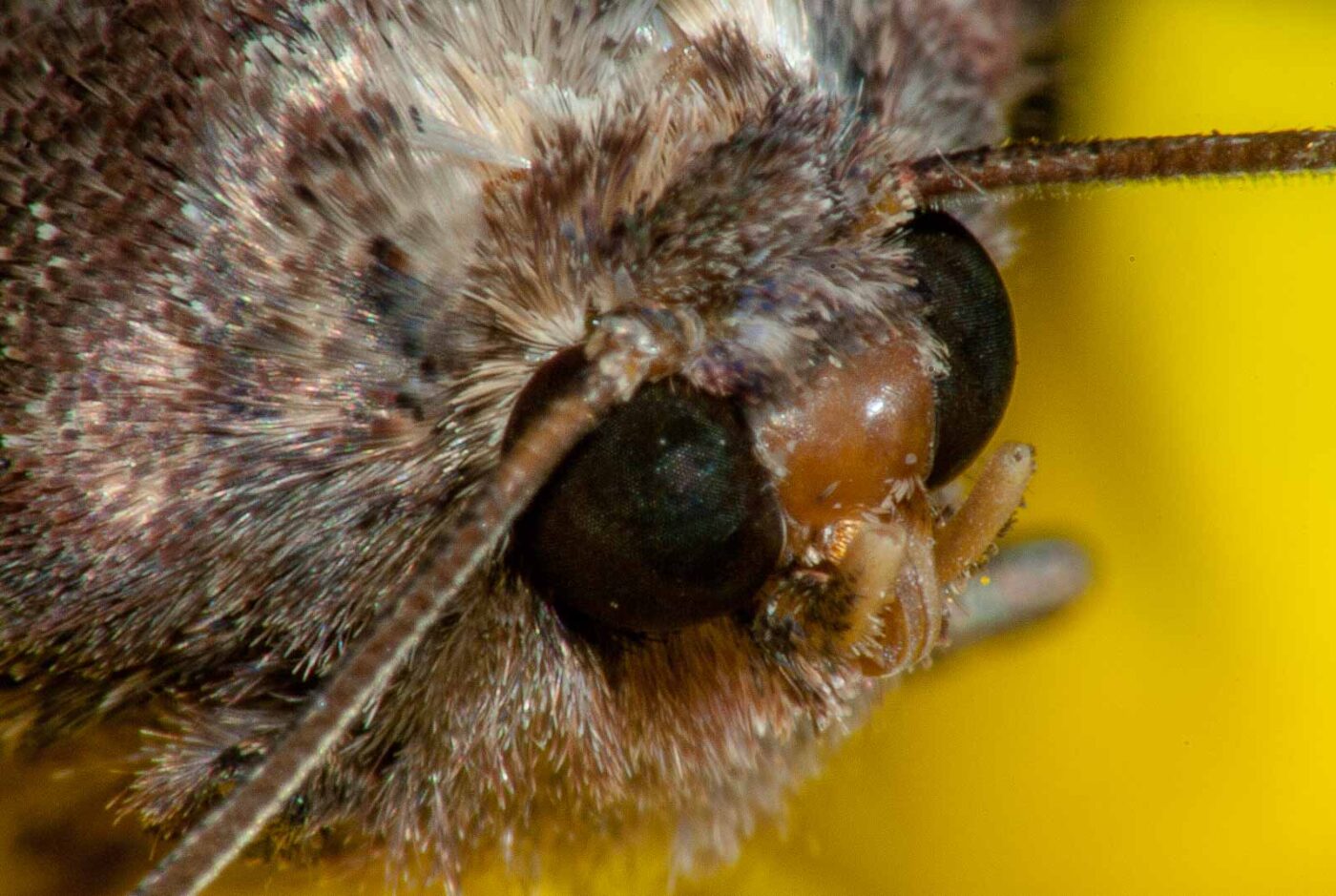 2017-07-29 - RE-sidenzia auf'm BallKong - Springspinne und Blattlaus