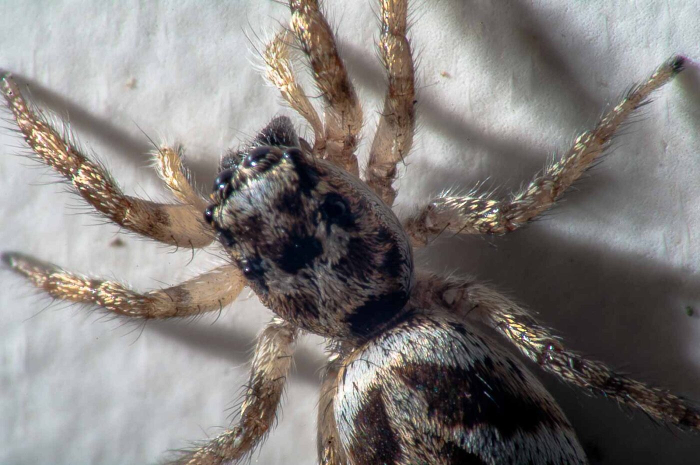 2017-07-29 - RE-sidenzia auf'm BallKong - Springspinne und Blattlaus