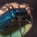 2017-07-29 - RE-sidenzia auf'm BallKong - Springspinne und Blattlaus