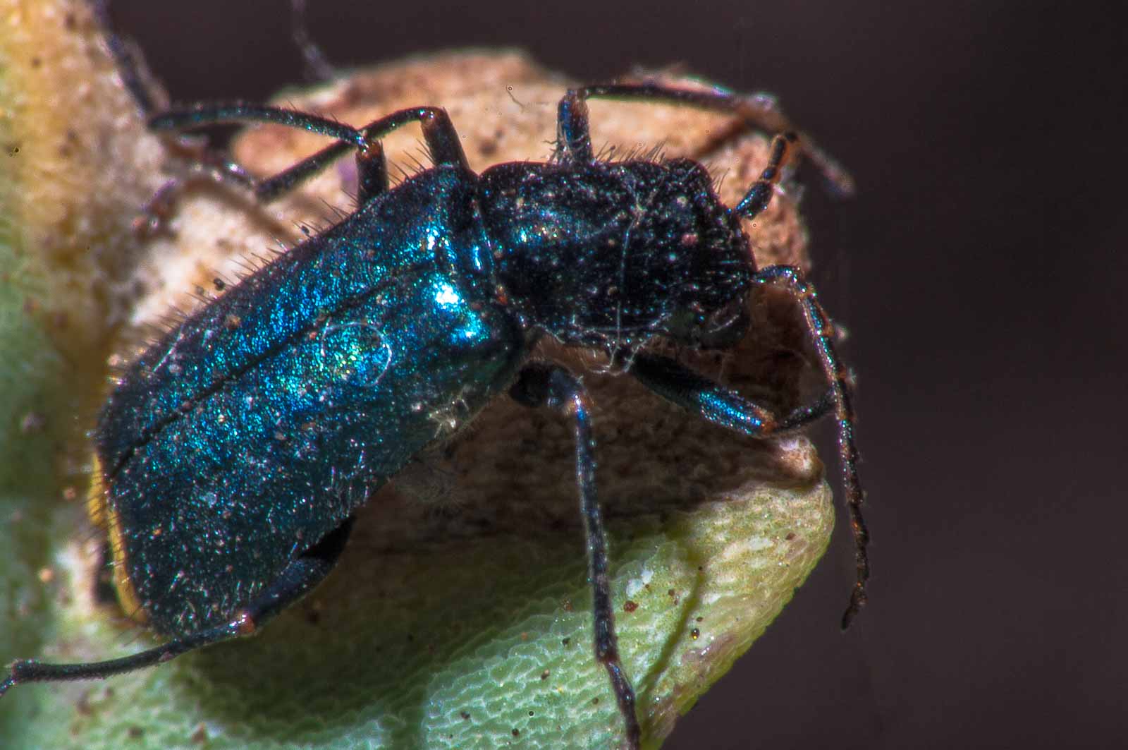 °clanoptilus elegans°