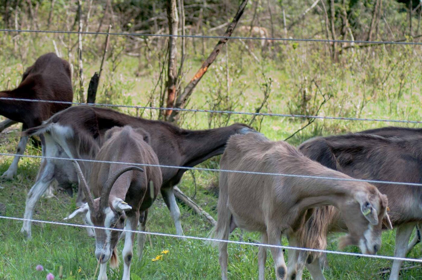 2017-08-07 - NSG Wahner Heide Köln