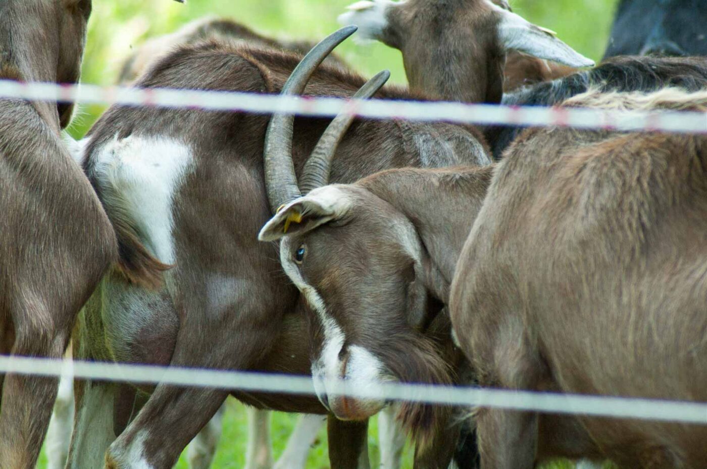 2017-08-07 - NSG Wahner Heide Köln