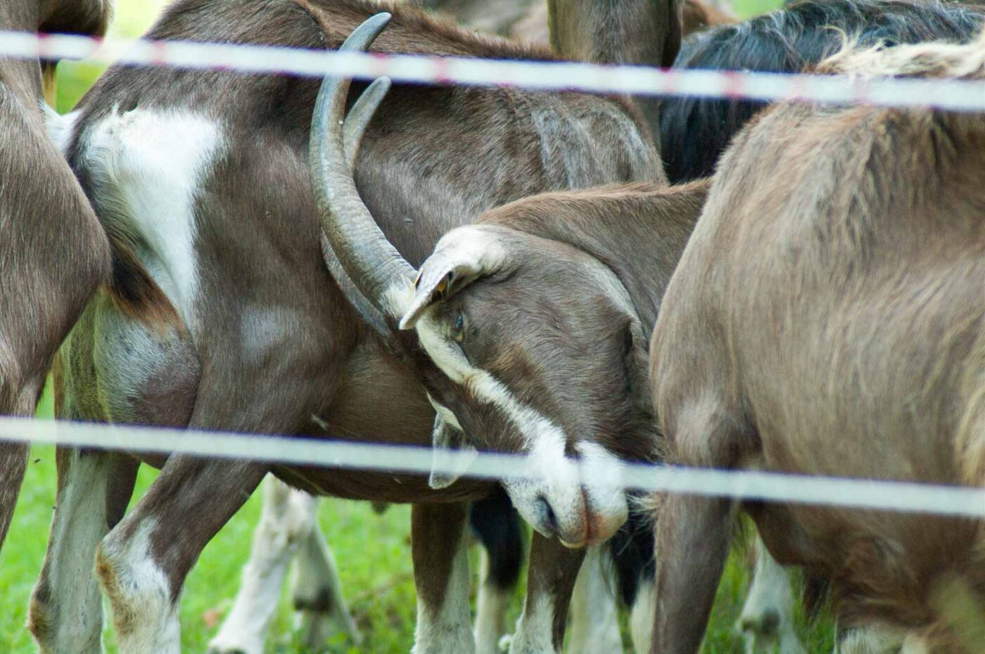2017-08-07 - NSG Wahner Heide Köln