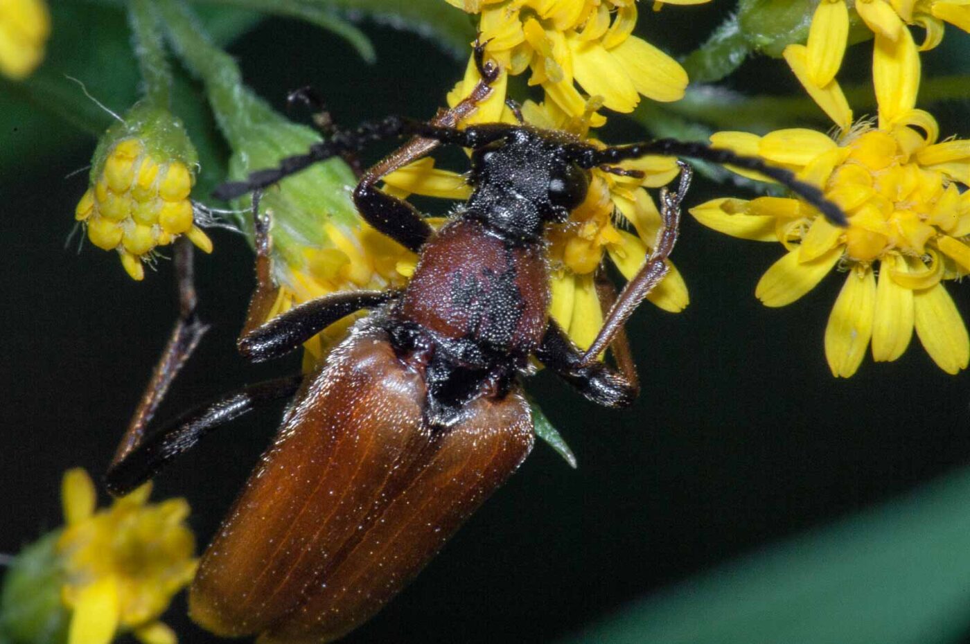 2017-08-07 - NSG Wahner Heide Köln