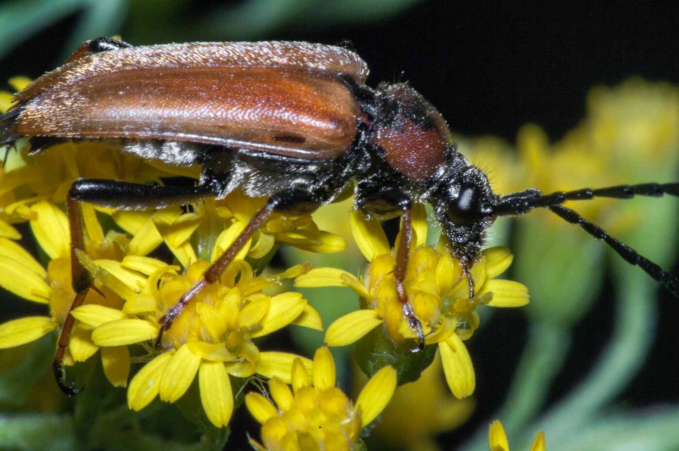 2017-08-07 - NSG Wahner Heide Köln