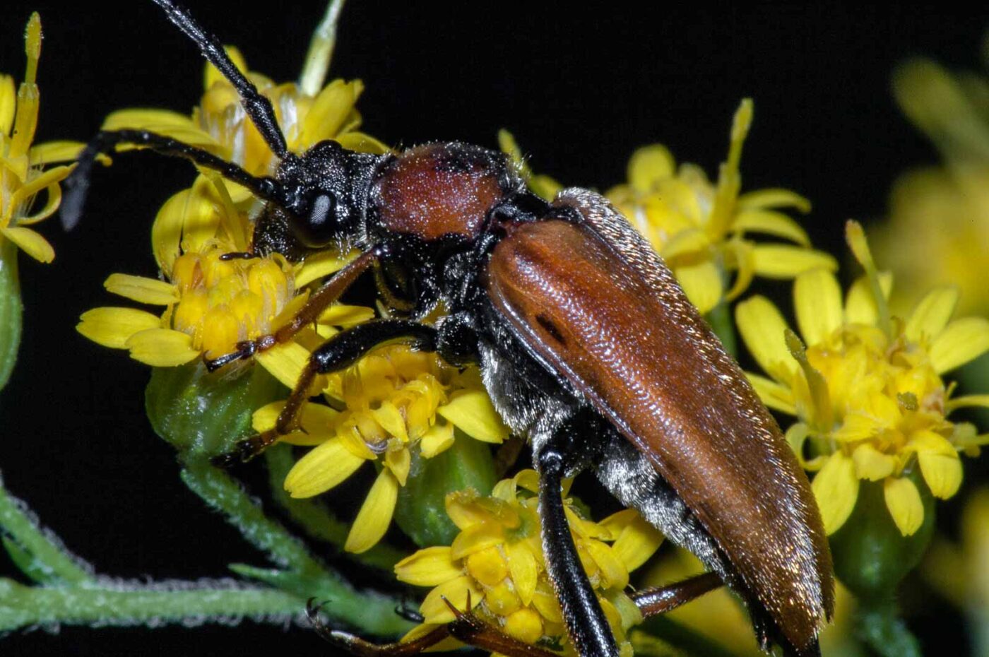 2017-08-07 - NSG Wahner Heide Köln