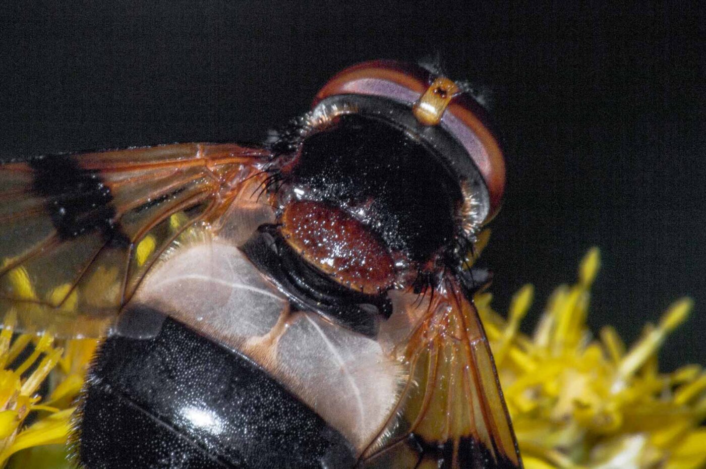 2017-08-07 - NSG Wahner Heide Köln