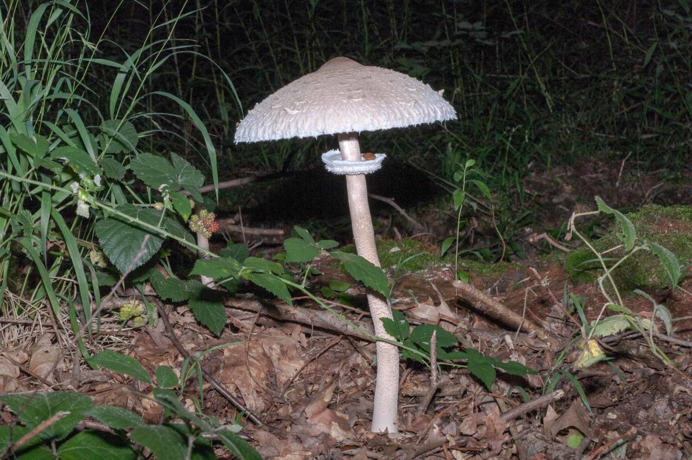 2017-08-07 - NSG Wahner Heide Köln