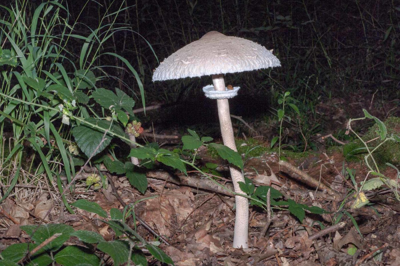 2017-08-07 - NSG Wahner Heide Köln