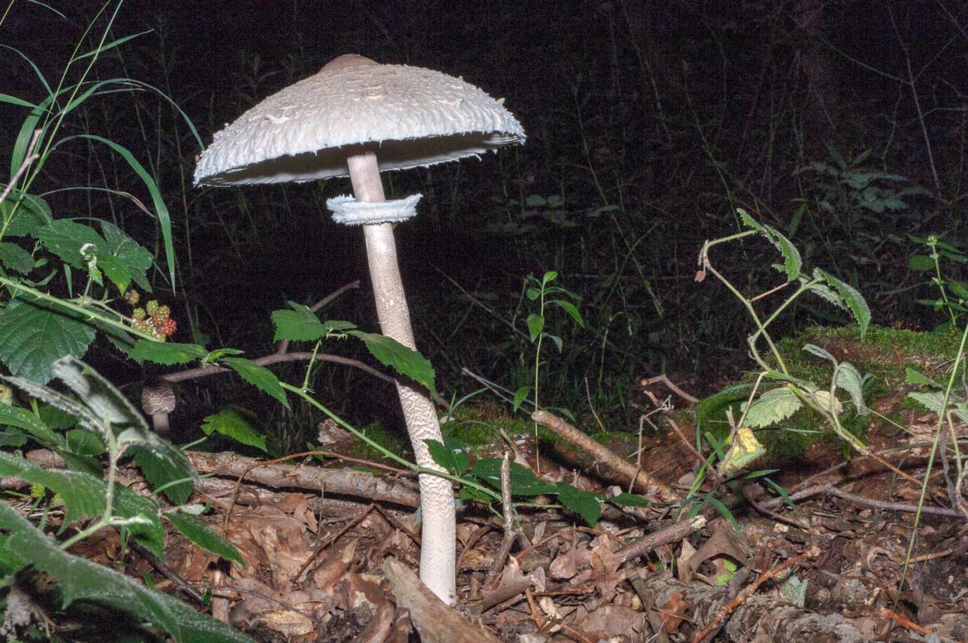 2017-08-07 - NSG Wahner Heide Köln