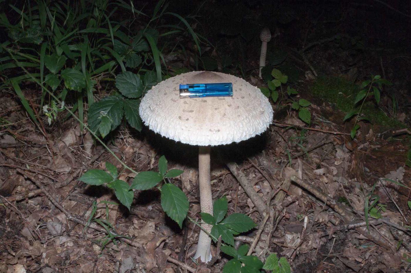 2017-08-07 - NSG Wahner Heide Köln