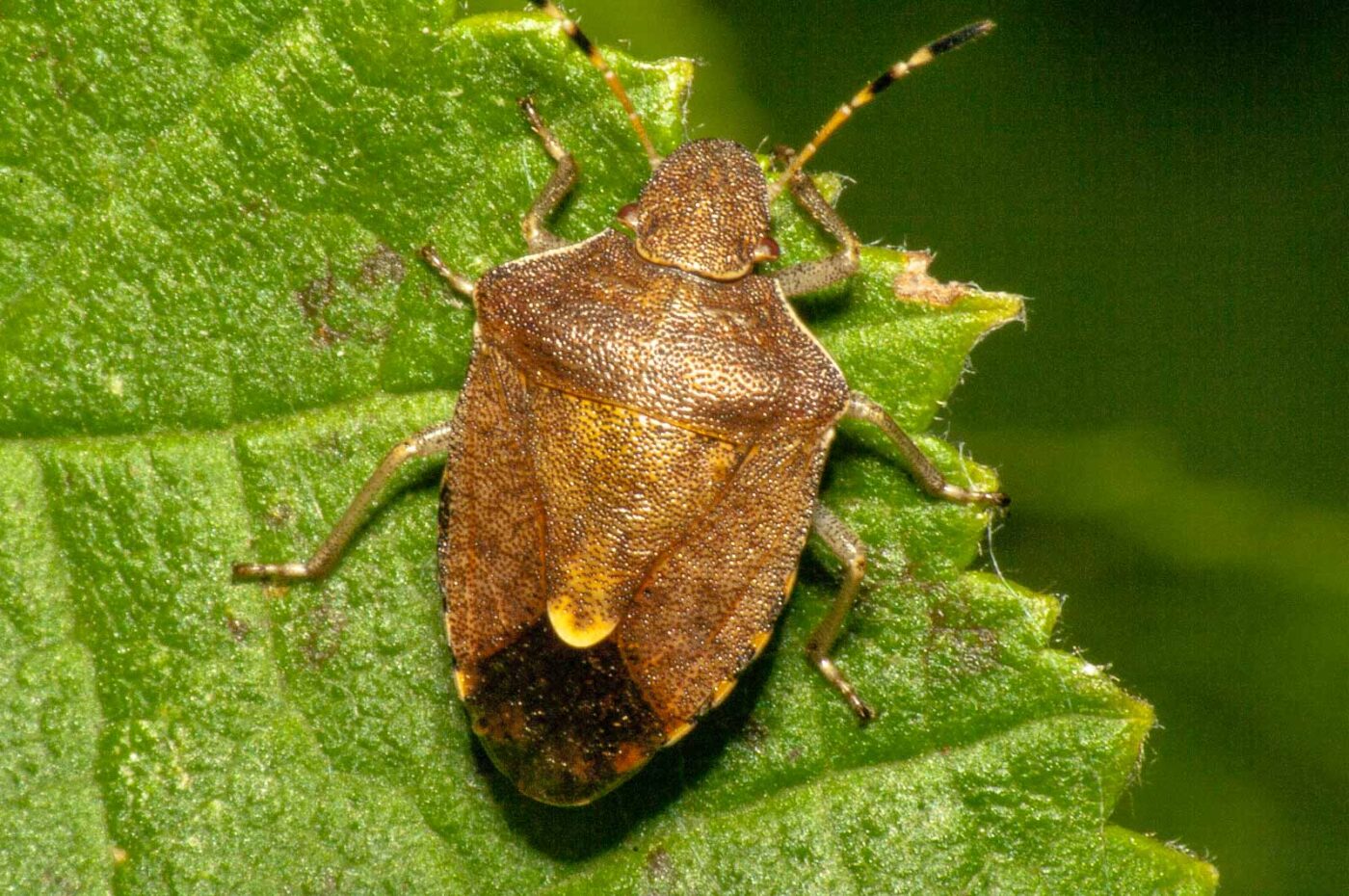 2017-08-13 - NSG Halde Pluto-Wilhelm HER-Wanne