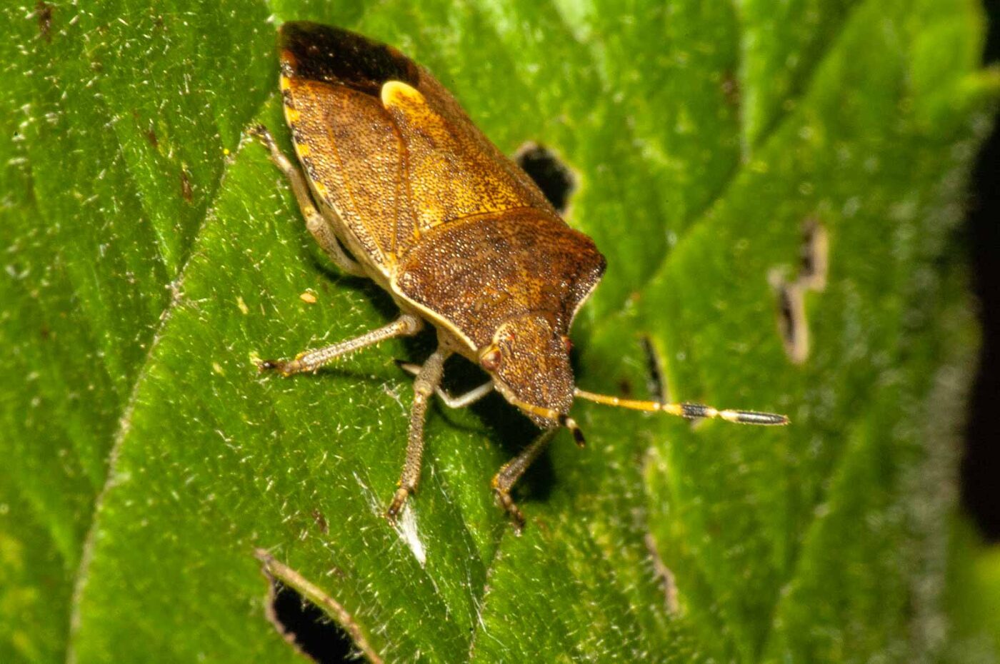 2017-08-13 - NSG Halde Pluto-Wilhelm HER-Wanne