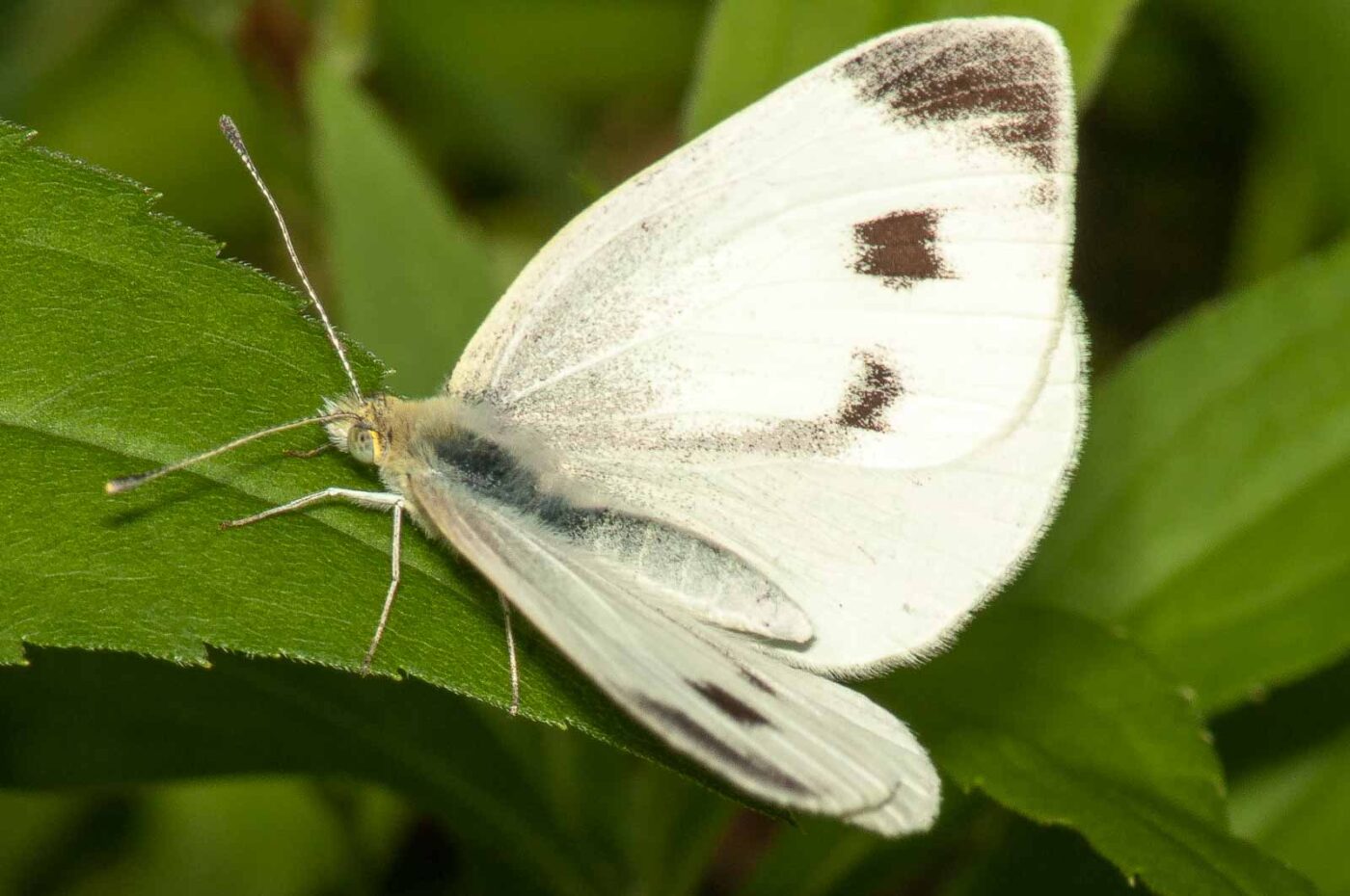 2017-08-13 - NSG Halde Pluto-Wilhelm HER-Wanne