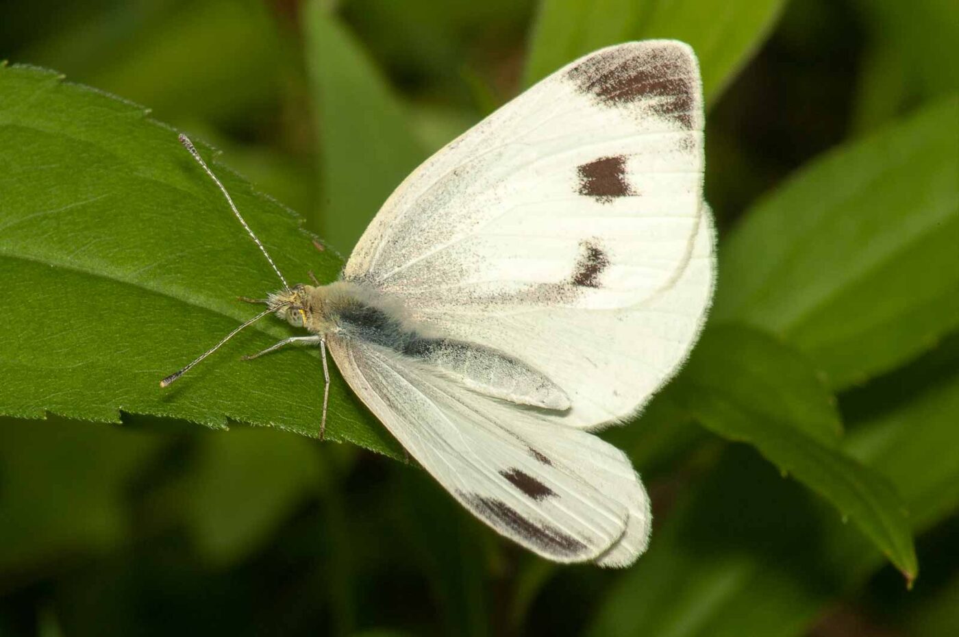 2017-08-13 - NSG Halde Pluto-Wilhelm HER-Wanne