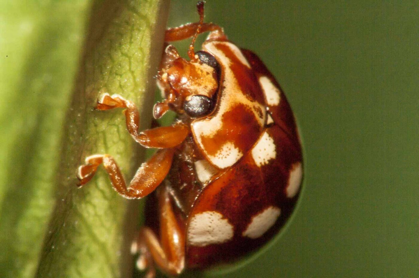 2017-08-13 - NSG Halde Pluto-Wilhelm HER-Wanne