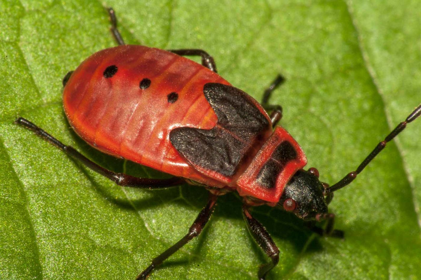 2017-08-13 - NSG Halde Pluto-Wilhelm HER-Wanne