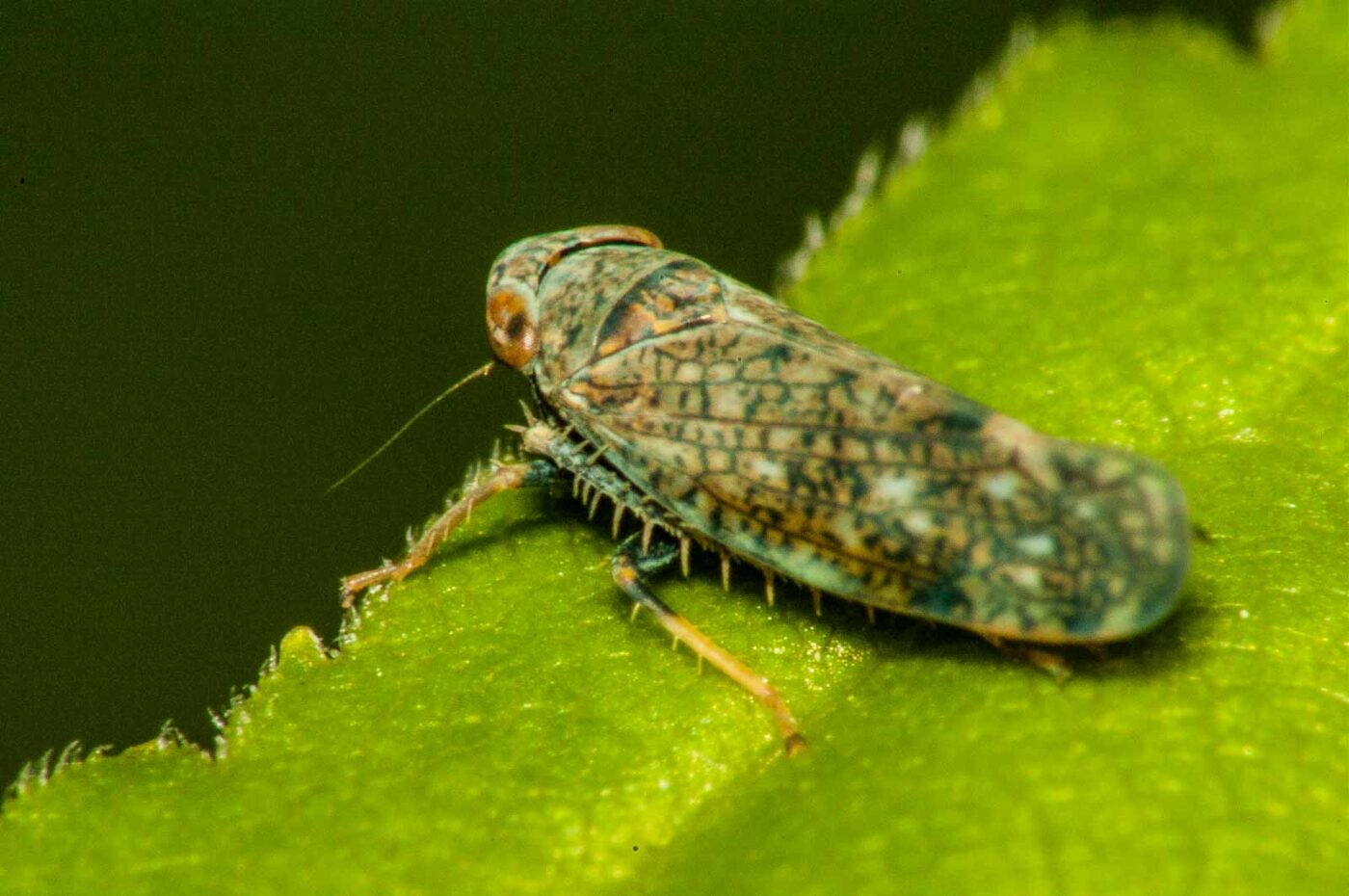 2017-08-13 - NSG Halde Pluto-Wilhelm HER-Wanne