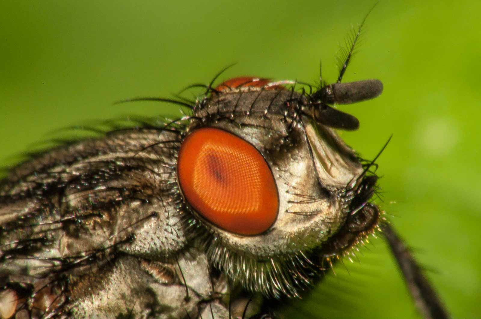 °graue fleischfliege°