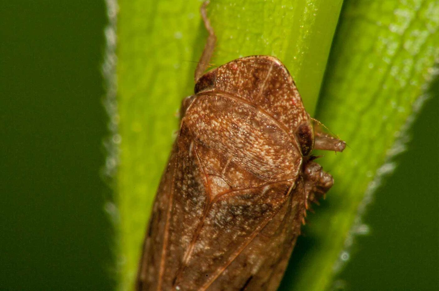 2017-08-13 - NSG Halde Pluto-Wilhelm HER-Wanne