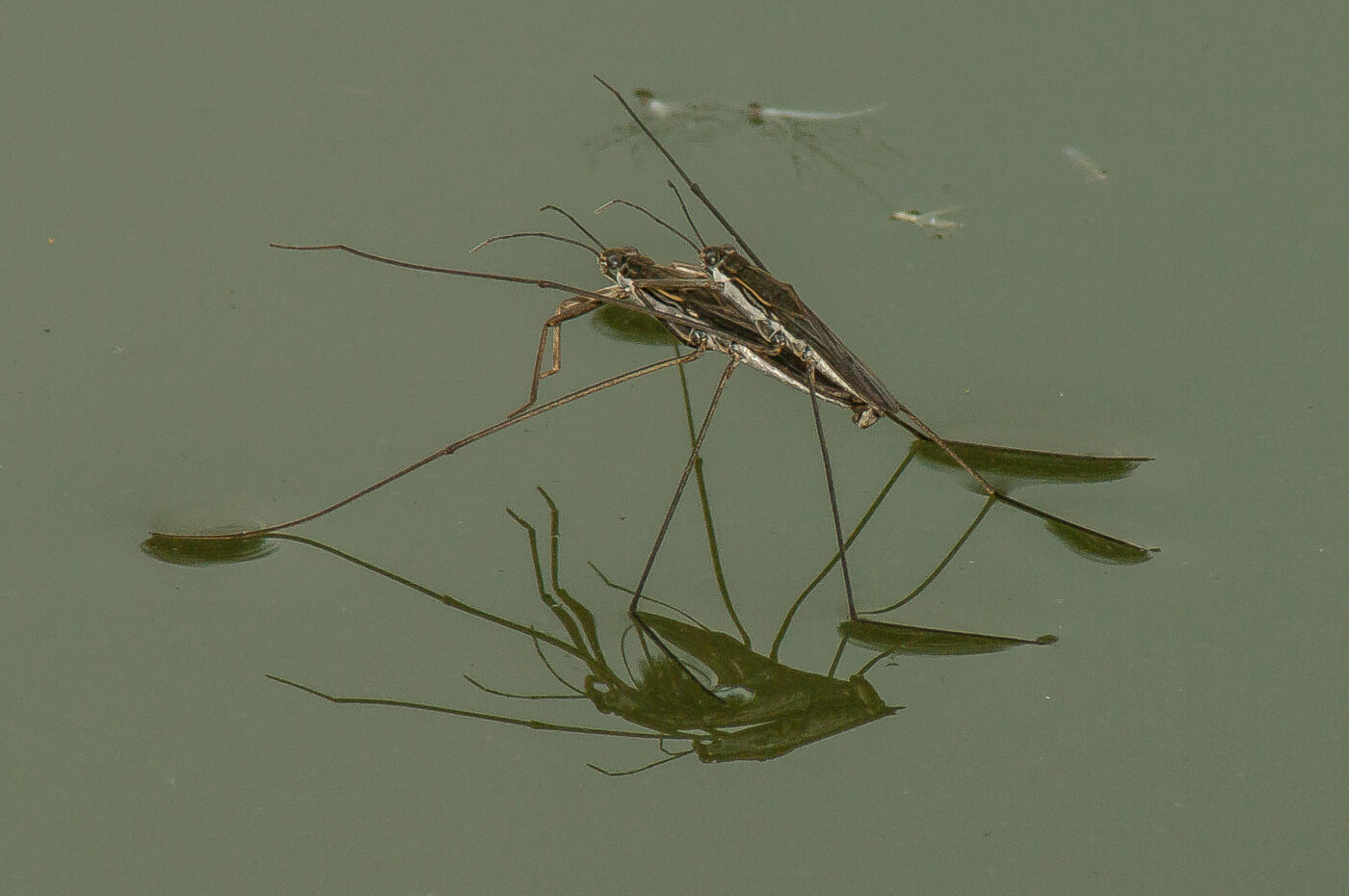 2017-08-13 - NSG Halde Pluto-Wilhelm HER-Wanne