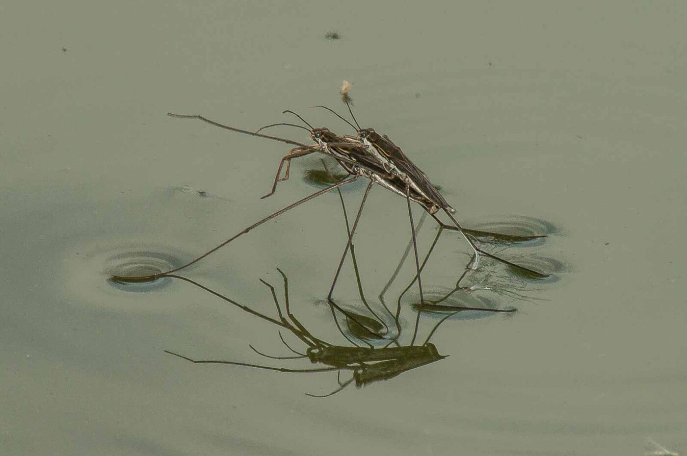 2017-08-13 - NSG Halde Pluto-Wilhelm HER-Wanne